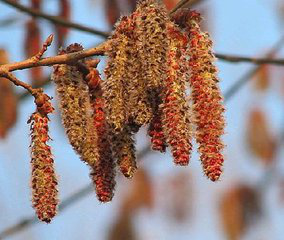 Poplar flower Extract