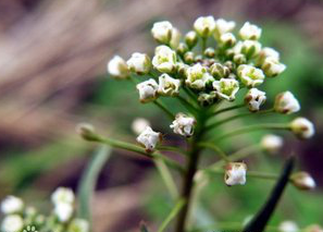 Shepherdspurse Herb Extract