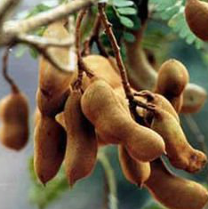 Tamarind Extract