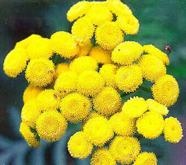 Tanacetum vulgare extract