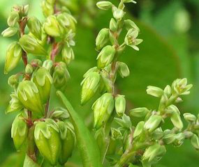 Tartary Buckwheat Extract