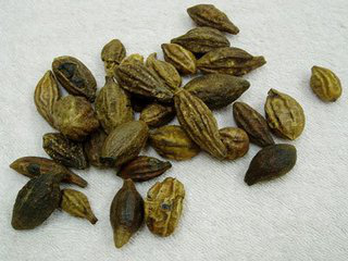 Terminalia Bellirica Extract