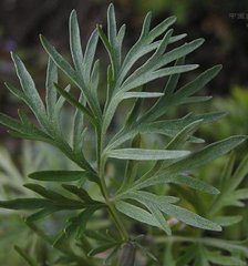 Wormwood Extract